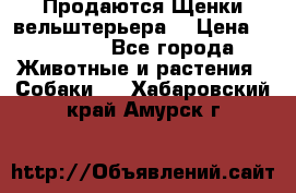 Продаются Щенки вельштерьера  › Цена ­ 27 000 - Все города Животные и растения » Собаки   . Хабаровский край,Амурск г.